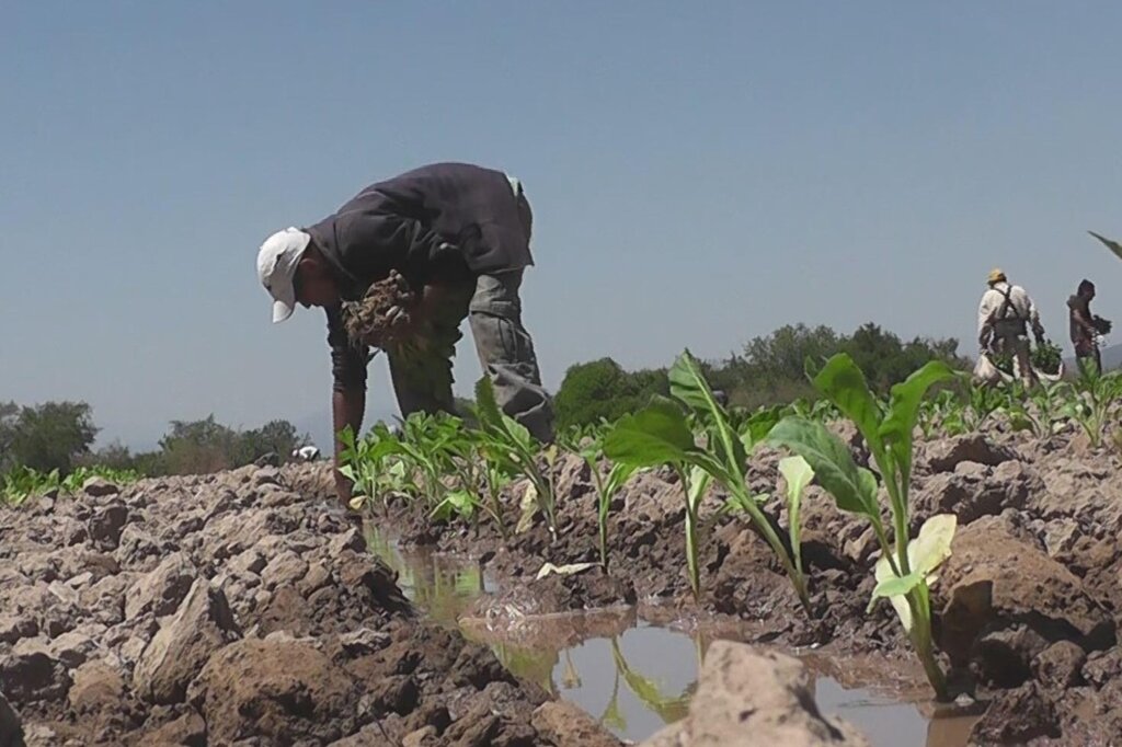 Consecuencias catastróficas en Misiones los productores están en